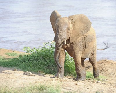 Elephant, African, in River-010613-Samburu National Reserve, Kenya-#2961.jpg