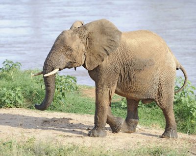 Elephant, African, in River-010613-Samburu National Reserve, Kenya-#2971.jpg