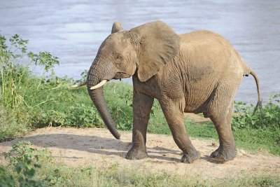 Elephant, African, in River-010613-Samburu National Reserve, Kenya-#2974.jpg