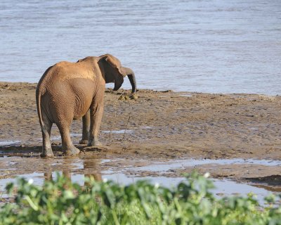 Elephant, African, throwing mud-010613-Samburu National Reserve, Kenya-#1942.jpg