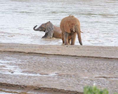 Elephant, African,2  in River-010613-Samburu National Reserve, Kenya-#1988.jpg