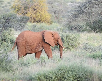 Elephant, African-010613-Samburu National Reserve, Kenya-#2546.jpg
