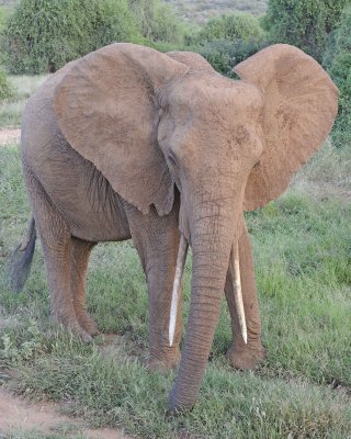 Elephant, African-010613-Samburu National Reserve, Kenya-#3457.jpg