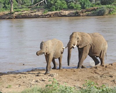 Elephants, African, Cow & Calf, in river-010613-Samburu National Reserve, Kenya-#2864.jpg
