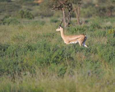 Gazelle, Grant's-010613-Samburu National Reserve, Kenya-#0190.jpg