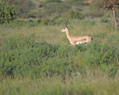 Gazelle, Grant's-010613-Samburu National Reserve, Kenya-#0196.jpg