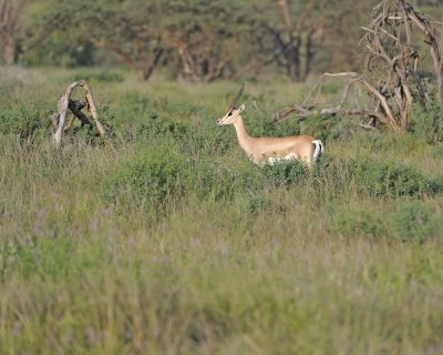 Gazelle, Grant's-010613-Samburu National Reserve, Kenya-#0205.jpg