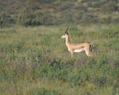 Gazelle, Grant's-010613-Samburu National Reserve, Kenya-#0220.jpg