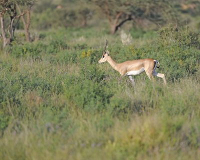 Gazelle, Grant's-010613-Samburu National Reserve, Kenya-#0229.jpg