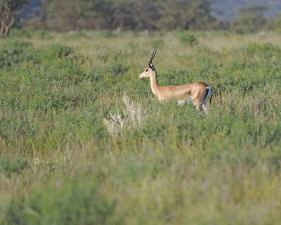 Gazelle, Grant's-010613-Samburu National Reserve, Kenya-#0277.jpg