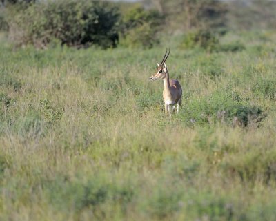 Gazelle, Grant's-010613-Samburu National Reserve, Kenya-#0325.jpg