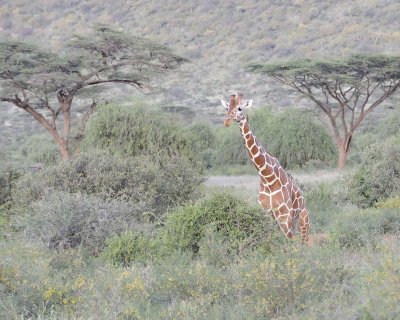 Giraffe, Reticulated, w Oxpecker-010613-Samburu National Reserve, Kenya-#3410.jpg
