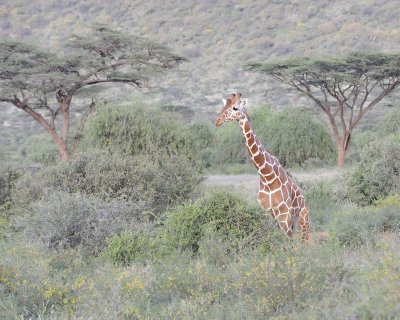 Giraffe, Reticulated, w Oxpeckers-010613-Samburu National Reserve, Kenya-#3406.jpg