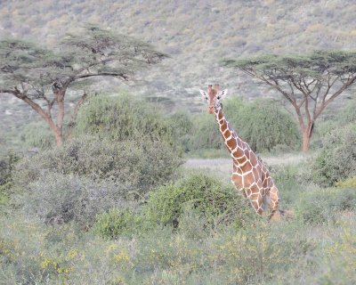 Giraffe, Reticulated, w Oxpeckers-010613-Samburu National Reserve, Kenya-#3412.jpg