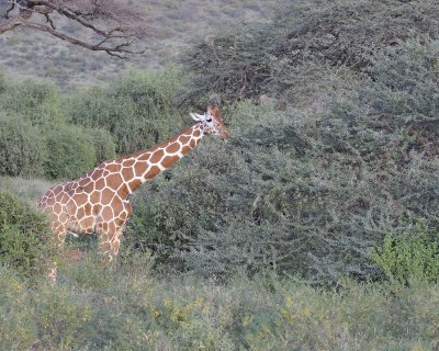 Giraffe, Reticulated, w Oxpeckers-010613-Samburu National Reserve, Kenya-#3437.jpg