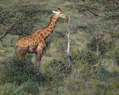 Giraffe, Reticulated-010613-Samburu National Reserve, Kenya-#0400.jpg
