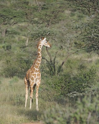 Giraffe, Reticulated-010613-Samburu National Reserve, Kenya-#0458.jpg