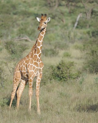 Giraffe, Reticulated-010613-Samburu National Reserve, Kenya-#0484.jpg