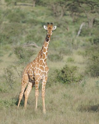 Giraffe, Reticulated-010613-Samburu National Reserve, Kenya-#0500.jpg