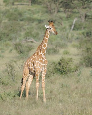 Giraffe, Reticulated-010613-Samburu National Reserve, Kenya-#0509.jpg