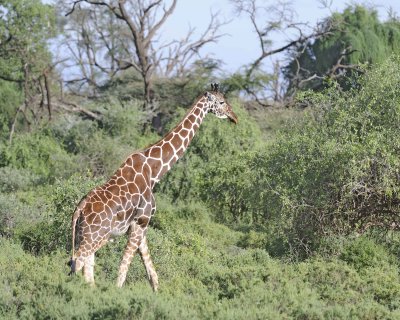 Giraffe, Reticulated-010613-Samburu National Reserve, Kenya-#1871.jpg