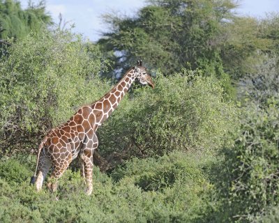 Giraffe, Reticulated-010613-Samburu National Reserve, Kenya-#1875.jpg