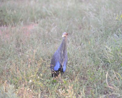 Guineafowl, Vulturine-010613-Samburu National Reserve, Kenya-#0121.jpg