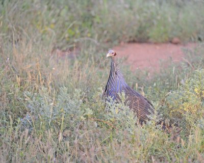 Guineafowl, Vulturine-010613-Samburu National Reserve, Kenya-#0126.jpg