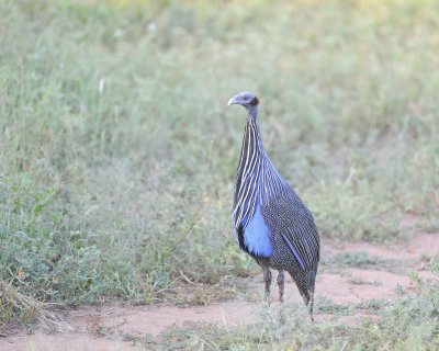 Guineafowl, Vulturine-010613-Samburu National Reserve, Kenya-#0173.jpg