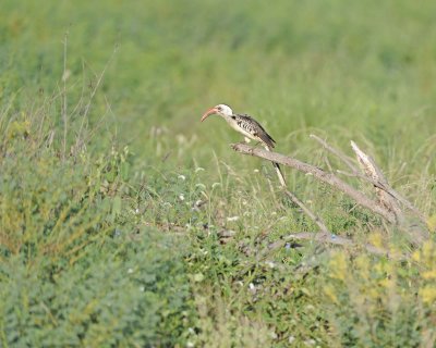 Hornbill, Red-Billed-010613-Samburu National Reserve, Kenya-#0350.jpg