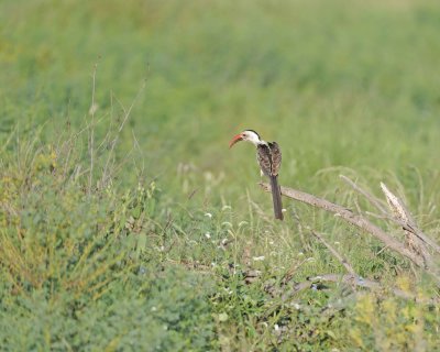 Hornbill, Red-Billed-010613-Samburu National Reserve, Kenya-#0362.jpg