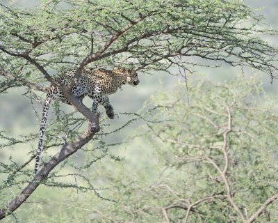 Leopard, in tree-010613-Samburu National Reserve, Kenya-#0941.jpg