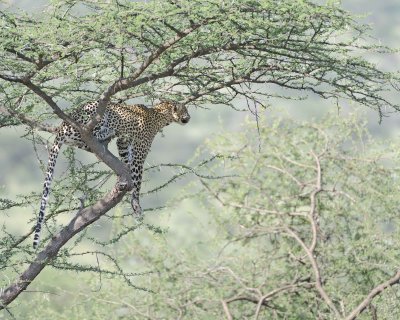 Leopard, in tree-010613-Samburu National Reserve, Kenya-#0959.jpg