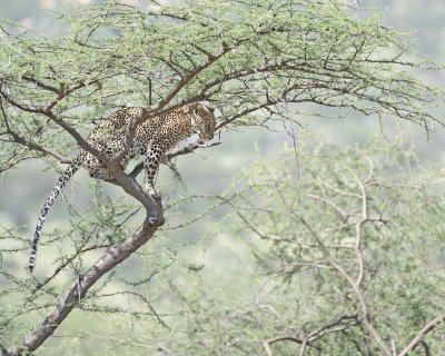 Leopard, in tree-010613-Samburu National Reserve, Kenya-#1215.jpg