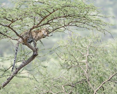 Leopard, in tree-010613-Samburu National Reserve, Kenya-#1315.jpg