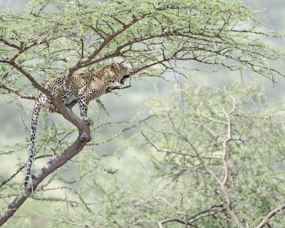 Leopard, in tree-010613-Samburu National Reserve, Kenya-#1348.jpg