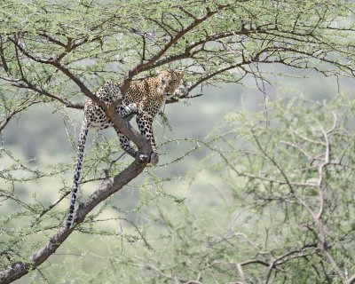 Leopard, in tree-010613-Samburu National Reserve, Kenya-#1404.jpg