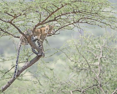 Leopard, in tree-010613-Samburu National Reserve, Kenya-#1414.jpg