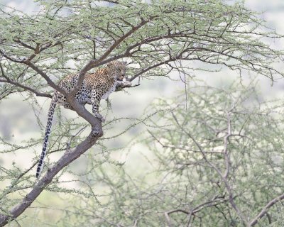 Leopard, in tree-010613-Samburu National Reserve, Kenya-#1514.jpg