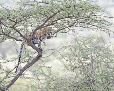 Leopard, in tree-010613-Samburu National Reserve, Kenya-#1524.jpg