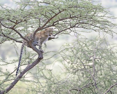 Leopard, in tree-010613-Samburu National Reserve, Kenya-#1525.jpg