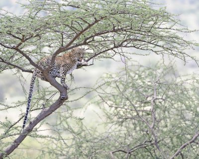 Leopard, in tree-010613-Samburu National Reserve, Kenya-#1529.jpg