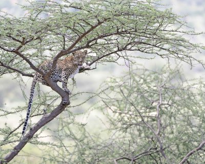 Leopard, in tree-010613-Samburu National Reserve, Kenya-#1534.jpg