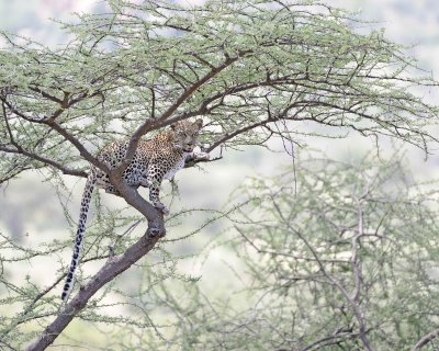 Leopard, in tree-010613-Samburu National Reserve, Kenya-#1535.jpg