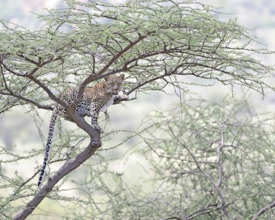 Leopard, in tree-010613-Samburu National Reserve, Kenya-#1536.jpg