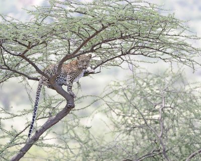 Leopard, in tree-010613-Samburu National Reserve, Kenya-#1538.jpg