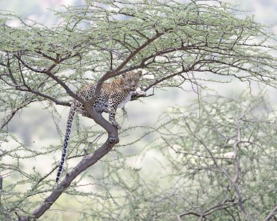 Leopard, in tree-010613-Samburu National Reserve, Kenya-#1539.jpg