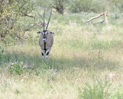 Oryx-010613-Samburu National Reserve, Kenya-#1551.jpg