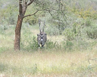 Oryx-010613-Samburu National Reserve, Kenya-#1572.jpg