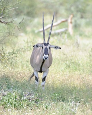 Oryx-010613-Samburu National Reserve, Kenya-#1577.jpg
